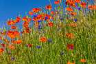 USA-Idaho-Genesee Red Orange poppies Art Print